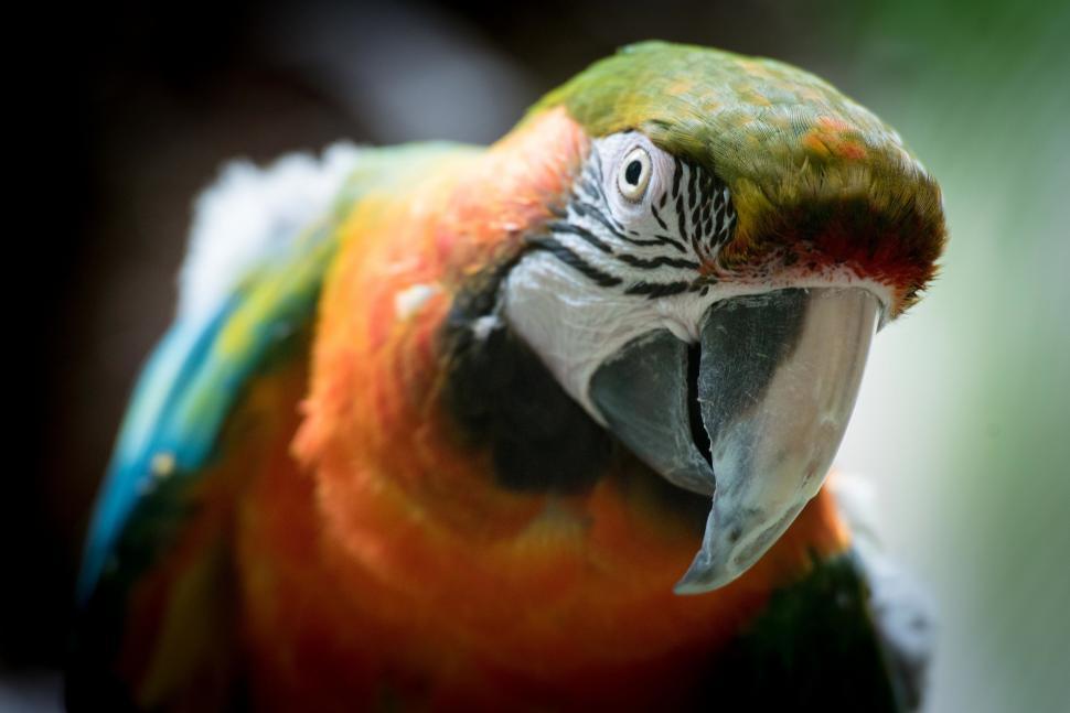 close-up-of-a-vibrant-macaw-parrot.jpg